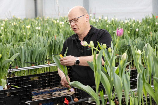 Von der Kreuzung bis zur ersten Blüte vergehen oft fünf bis sieben Jahre. Bis dahin hat Arjen Rood bereits viele Blumen aussortiert. „Das Wichtigste beim Veredeln ist das Wegwerfen, also die Selektion“, sagt er. „Nur wer sich von viel trennt, wird am Ende Besseres behalten.“