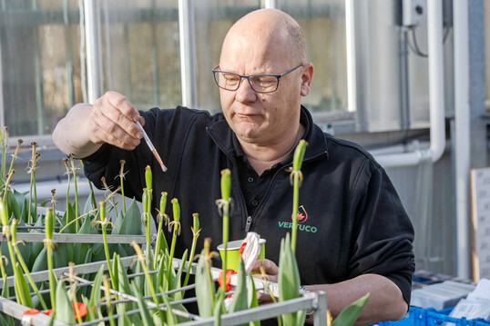 Das Kreuzen von Tulpen ist Handarbeit und verlangt viel Fingerspitzengef�hl.