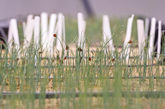 Im Jahr eins nach der Kreuzung erinnern neue Tulpen, die durchnummeriert in kleinen Partien in Pflanzkisten wachsen, eher an Schnittlauch.