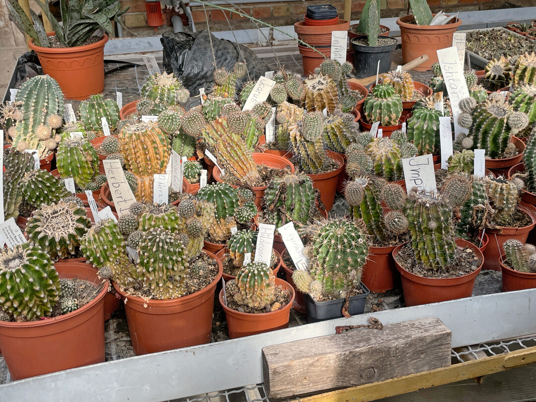 Exkursion zu Kakteen Haage in Erfurt, Hier: Mutterpflanzenbestand zur Kindelvermehrung.