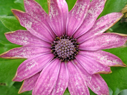 1: Thrips an 
<i>Osteospermum</i>