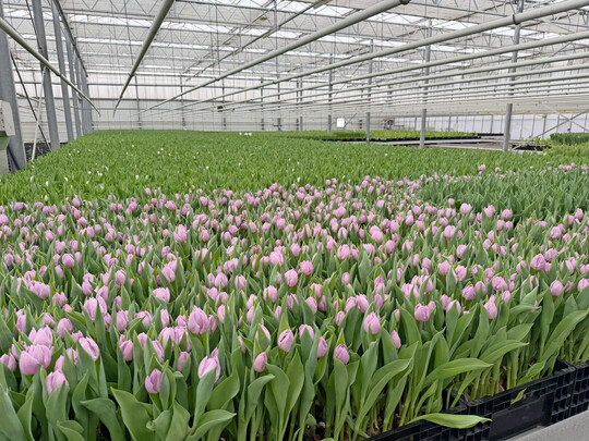 Die Tulpen werden auf Wasser kultiviert.