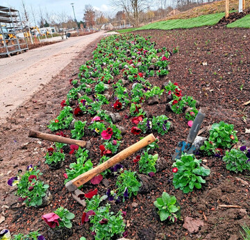 Tausende Frühblüher bringen Farbe auf das LGS-Gelände.