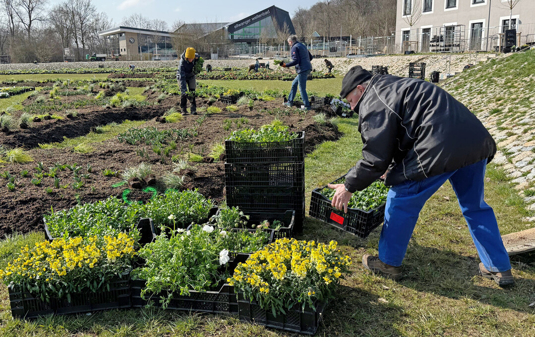 G�rtner und ehrenamtliche Helfer bringen rund 40.000 Blumen und Pflanzen in die Erde � ein buntes Mosaik f�r die kommende Landesgartenschau Ellwangen. 