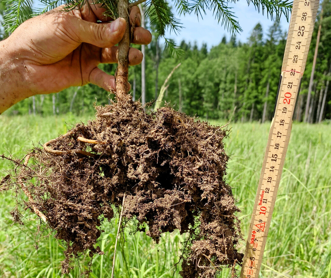 Gute Auspr�gung des Wurzelwerks durch Verwendung wasserspeichernder Granulate