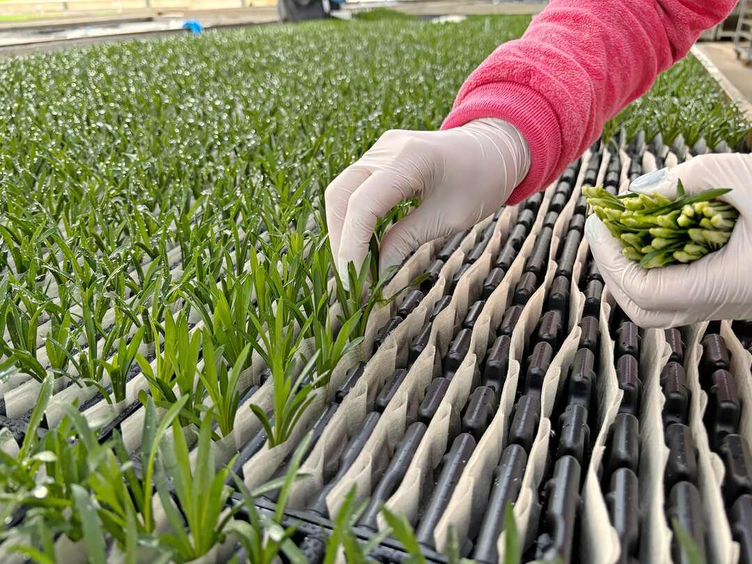 RCS 2.0 steht für einen neuen technologischen Ansatz in der Bewurzelung und Jungpflanzenproduktion.