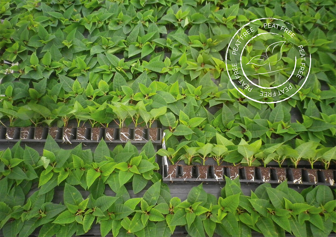 Poinsettienjungpflanzen im Targa Tray: Das verwendete Substrat ist 100% torffrei. Die Jungpflanzen ermöglichen in der weiteren Produktionskette eine torfreduzierte und sogar torffreie Produktion – und das in höchster Qualität.