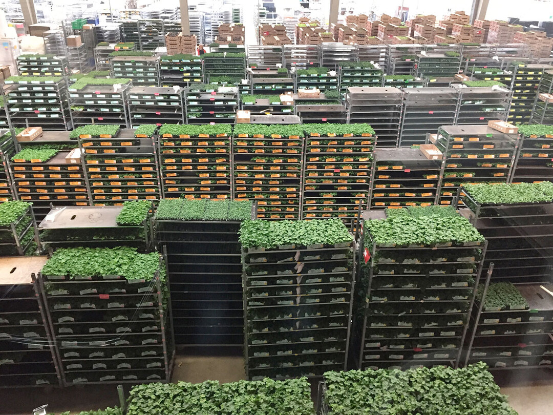Jungpflanzen-Versand bei Selecta one in Stuttgart