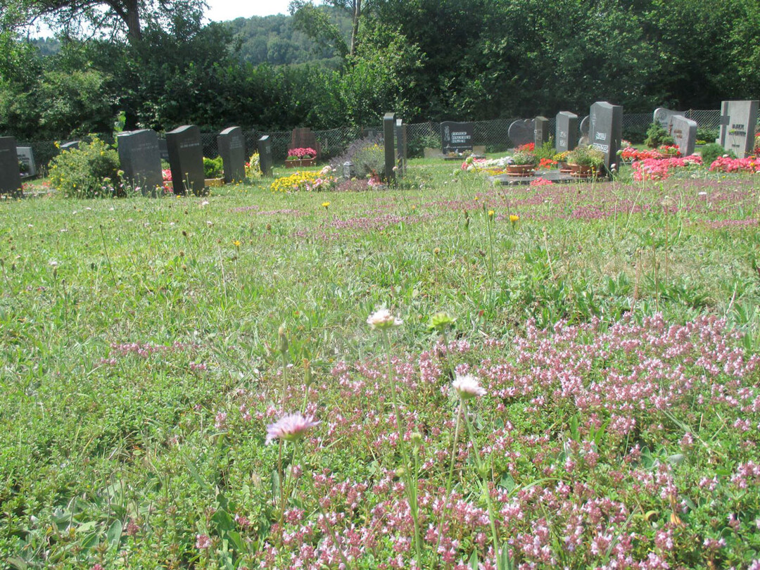 Hochwertige, magere Thymianwiese im Friedhof in Kirchensittenbach