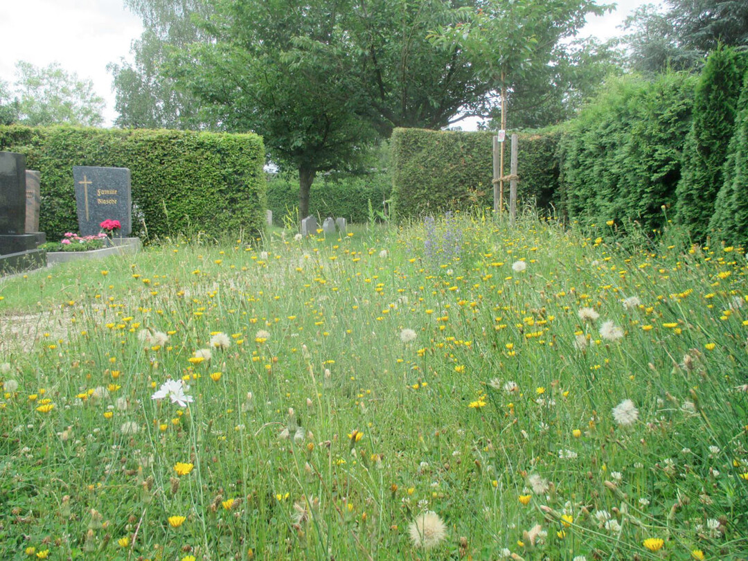 Bltenbunte, artenreiche Wiese auf dem Friedhof in Maxhtte-Haidhof
