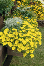 Feines, nadelförmiges Laub und leuchtend gelbe Blüten zieren den „Sternenzauber“. Der Hitzeprofi ist die „Pflanze des Jahres 2024“ aus Sachsen.