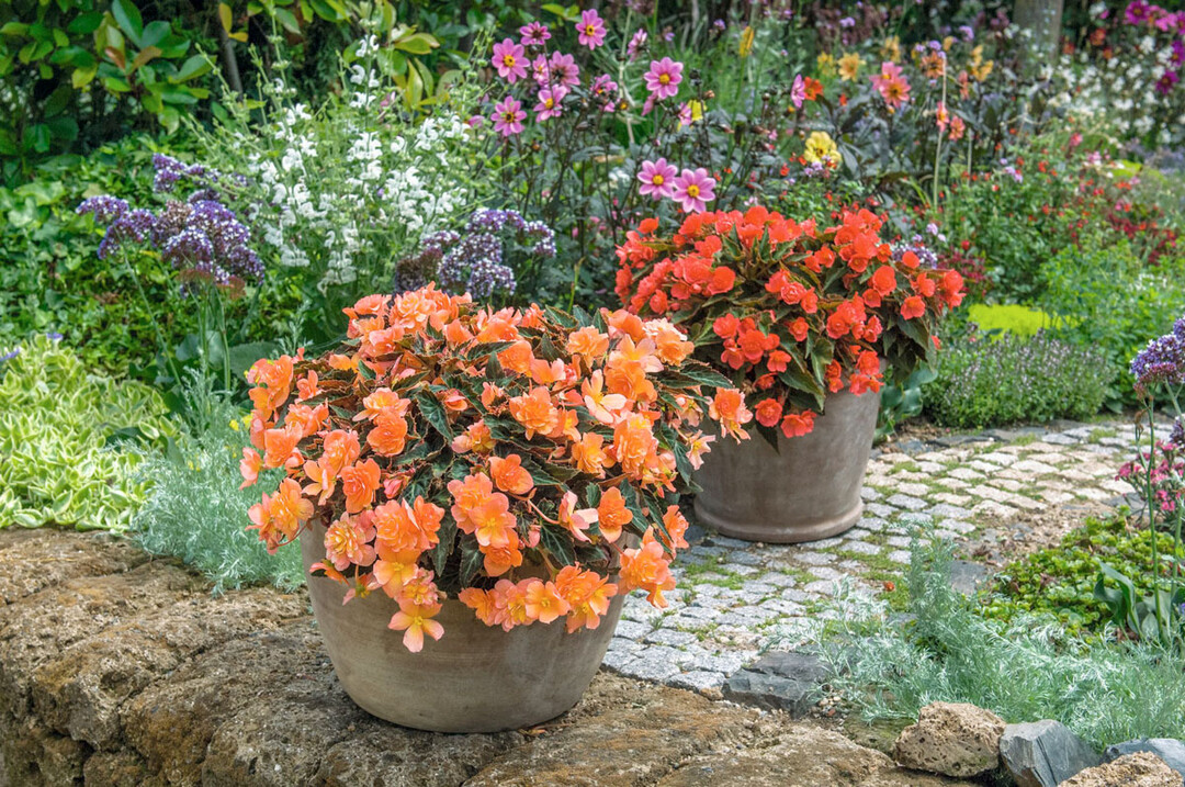 Eine hervorragende Sommerperformance mit fantastischen, orange leuchtenden Blten kennzeichnen die Pflanze des Jahres 2024 fr Rheinland-Pfalz und das Saarland.