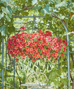 Die feurigen Farbtupfer der orangeroten „Tuba Lou“ sind ein echter Hingucker im Garten, auf Balkon und Terrasse. Mit ihren leuchtenden Blüten schaffte es Petunia Beautical "Red Maple" zur „Pflanze des Jahres 2024“ im Norden.