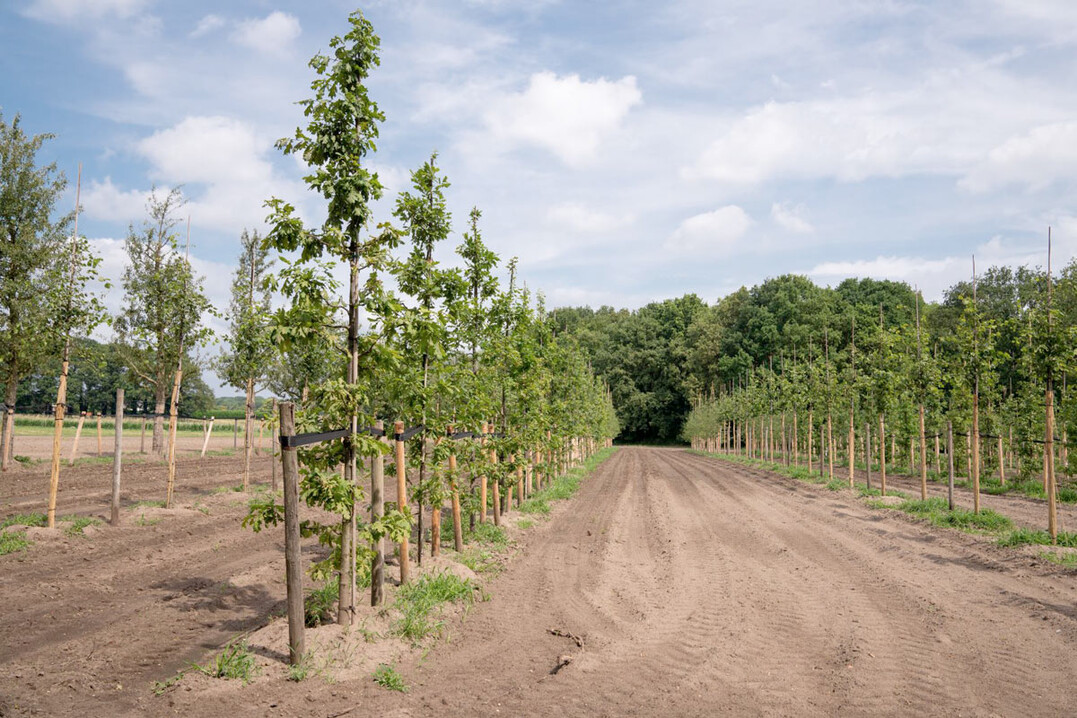 Versuchsfläche bei Baum & Bonheur, Foto: Agrobusiness Niederrhein