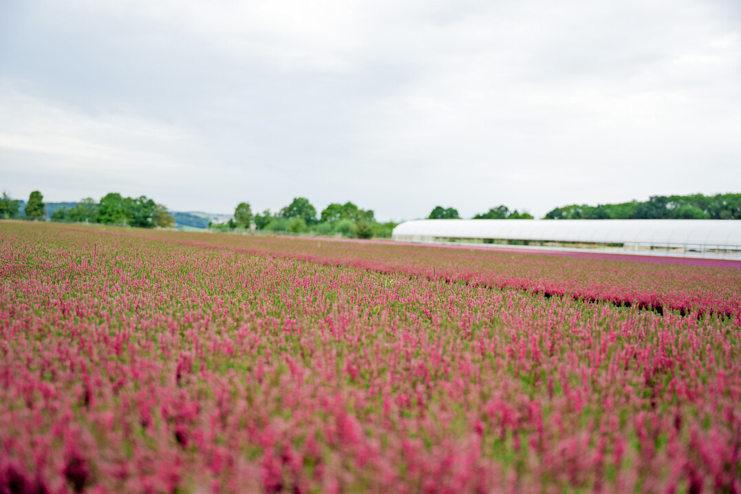 Die Gartenbau-Versicherung VVaG bietet eine neue Versicherungslösung für hochwertige Topf- und Containerflächen an.