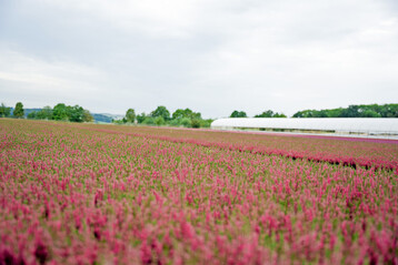 Die Gartenbau-Versicherung VVaG bietet eine neue Versicherungslösung für hochwertige Topf- und Containerflächen an.