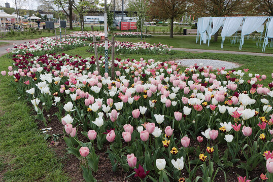 Zum Auftakt der Landesgartenschau standen die Tulpenbeet in tollen Farbkompositionen in voller Bl�te.