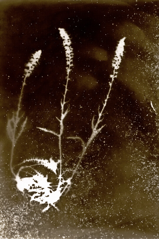 Linum_usitatissimum, Chernobyl Herbarium,Rayogram, Ana�s Tondeur, 2011.