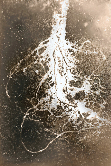 Helianthus annuus, Chernobyl Herbarium Rayogram, Ana�s Tondeur, 2025.