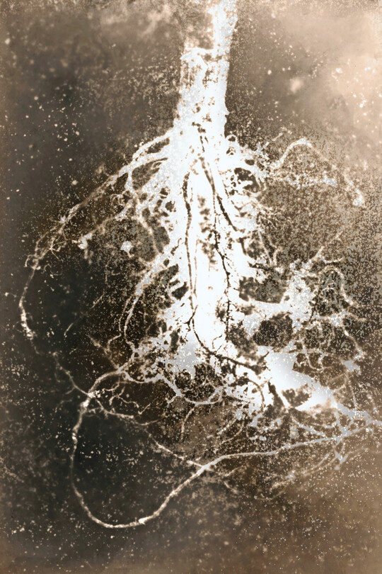 Helianthus annuus, Chernobyl Herbarium Rayogram, Ana�s Tondeur, 2025.