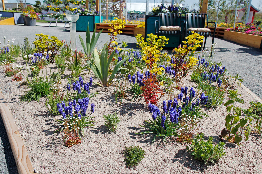 Naturnahe Bepflanzung f�r trocken-hei�e Standorte des LVG Erfurt