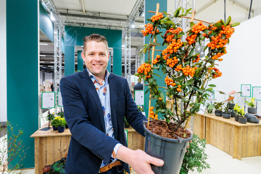 Pyracantha coccinea Orange Star, Hoogeveen Plants
