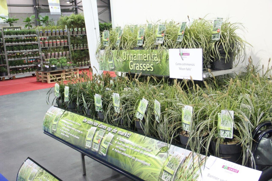 <b>Silber in der Kategorie Konzept: </b>
<i>Carex</i>
 von Planten Stevens VOF. Die Baumschule Stevens hat ein Banner entwickelt, das am Verkaufstisch angebracht wird und die Vorzge der 
<i>Carex </i>
unterstreicht. Die Jury war sich einig, dass das Banner die Eigenschaften und Vorzge der Pflanze auf lesbare und verstndliche Weise prsentiert. Die Inszenierung auf der Florall war uerst gelungen.