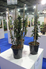 <b>Gold in der Kategorie Sorte</b>
ging an
<i>Pyracantha coccinea</i>
"Orange Star" von Van der Sar-Vermaat und Vromans kwekerijen BV
<a href="https://plantipp.eu/nl/home" target="_blank" >plantipp.eu</a>
. Die Dornenlosigkeit ist ein Novum innerhalb des Sortiments. Außerdem sieht die Jury in den immergrünen Blättern und Beeren, die auch im Winter an der Pflanze bleiben, einen Mehrwert. Die Pyracantha ist trockenheitsresistent; während die Blüten eine exzellente Bienenweide sind, werden die Früchte von Vögeln bevorzugt. Bei der Neuheit handelt es sich um eine Einsendung von GrootGroenPlus.