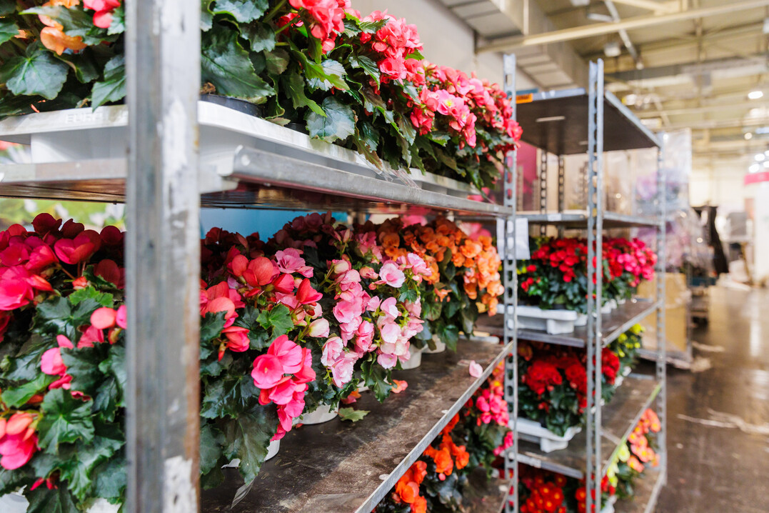 Whole truckloads of flowering plants bring spring to the exhibition halls.