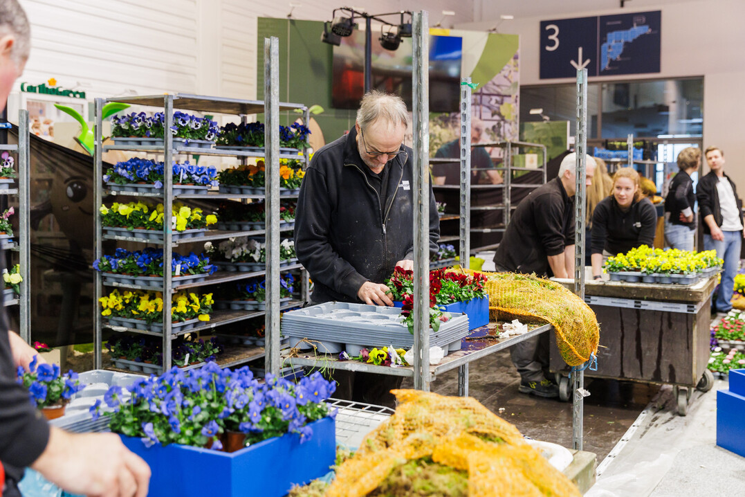 Blooming violas are given a matching blue frame to show off their full splendor.
