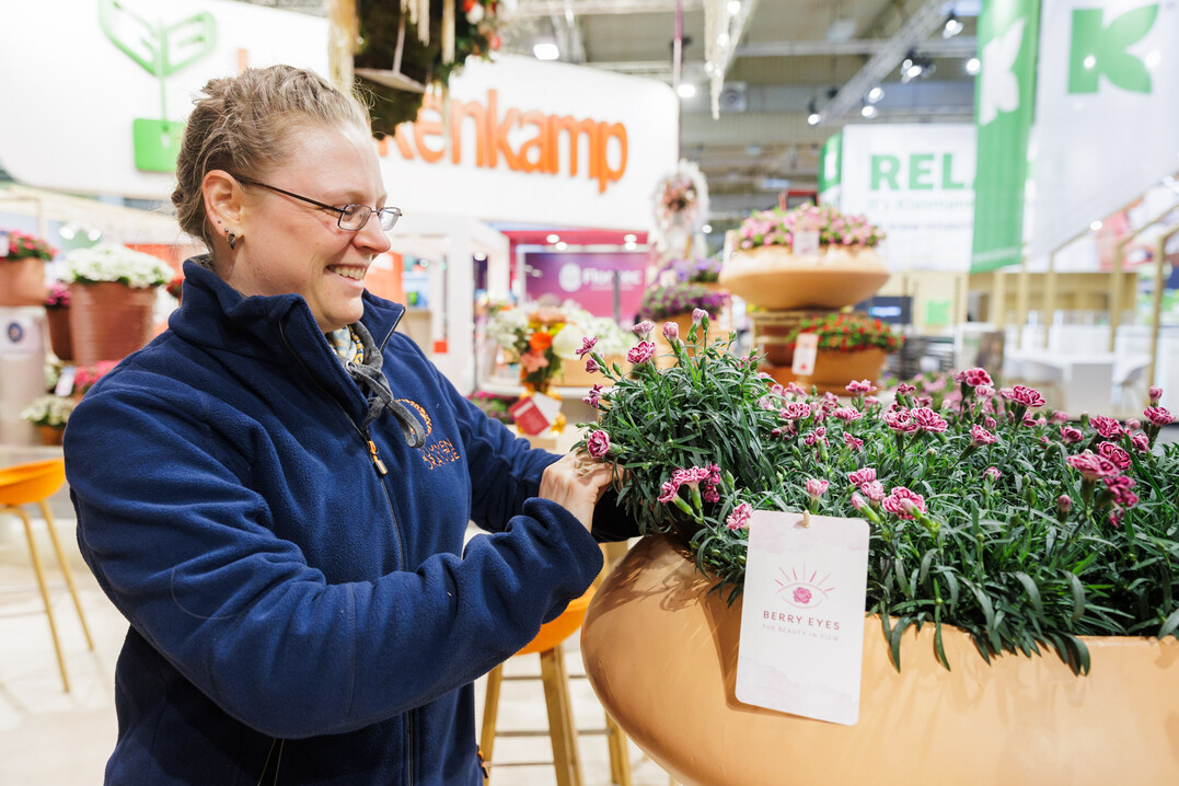 At D�mmen Orange in Hall 2, Stand 2D12, carnations are carefully arranged.