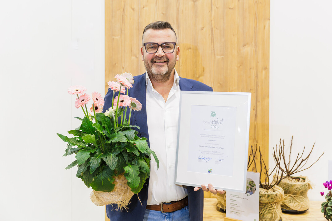 Stein Schouten (HilverdaFlorist) shows the Garden Gerbera Garvinea Sweet Pastry.