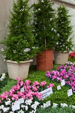 Aussteller Ideengärtnerei Groß, Heusweiler. Foto: DBG