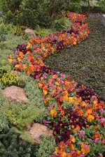 Besonders kreative Mischpflanzung: Die Friedhofsgärtnerei Hilligardt, Pforzheim, erhielt den Ehrenpreis des Landesverbandes Rheinland für „die hervorragende Verarbeitung einer großen Pflanzenauswahl“. Ein echter Topbeitrag der Friedhofsgärtner.