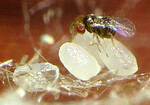 Erzwespe Trichogramma evanescens euproctidis