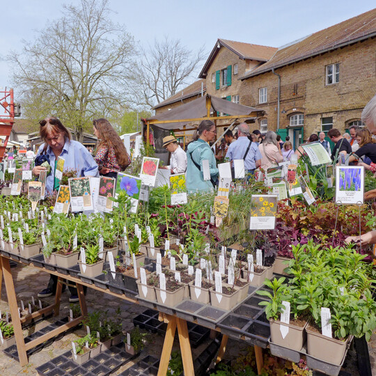Schon am ersten Markttag herrschte Einigkeit in der Aussage: Endlich findet der Staudenmarkt wieder statt! Dass es dazu kam, ist nicht zuletzt einigen engagierten Grtnern zu verdanken.