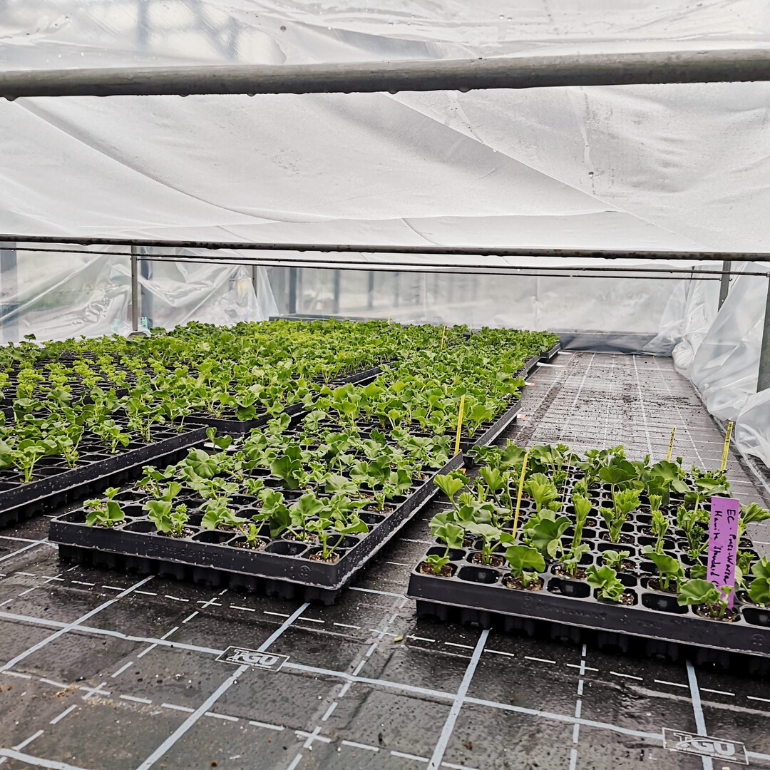 Die Heidelberger Versuchsansteller haben Ende 2023 vier Substrate fr die Produktion von Pelargonium-Jungpflanzen nach Bio-Standard im Ellegaard-System getestet.