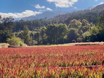 Feld mit 
<i>Imperata</i>
-Grsern