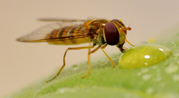 <i>Episyrphus balteatus</i>
, adultes Tier