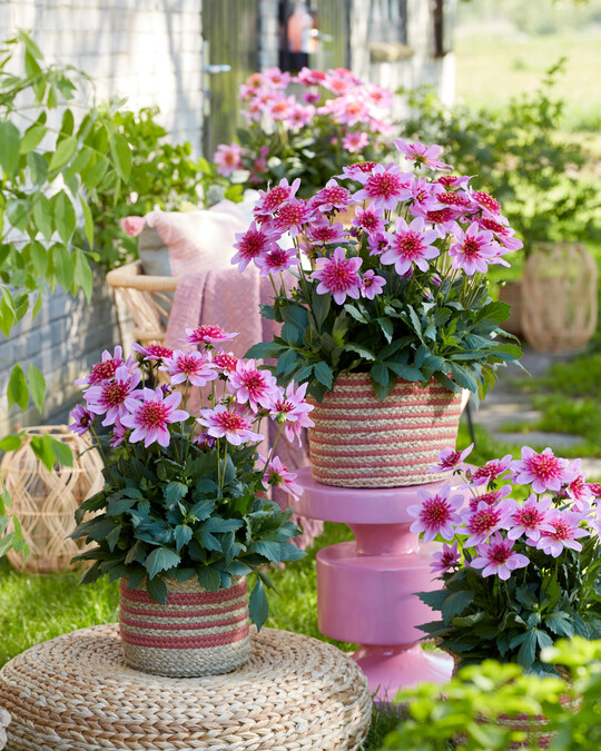 <i>Dahlia coccinea</i>
 "Dalina Maxi Stardust Pink"