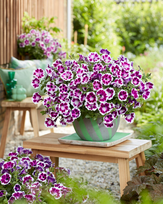 Petunia x hybrida
 "Painted Love Purple"