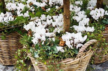 Die Aufforderung zur Einsendung von Saatgut fr die einjhrige Prfung von Samentrgerbestnden bei 
<i>Cyclamen</i>
 erging vor 1938 bis 1940. 