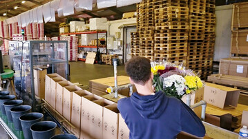 Mit einer Verpackungslsung des Herstellers Lantech hat Kreling Chrysanthen die Aufrichtung der Versandkartons fr die Blumen automatisiert.