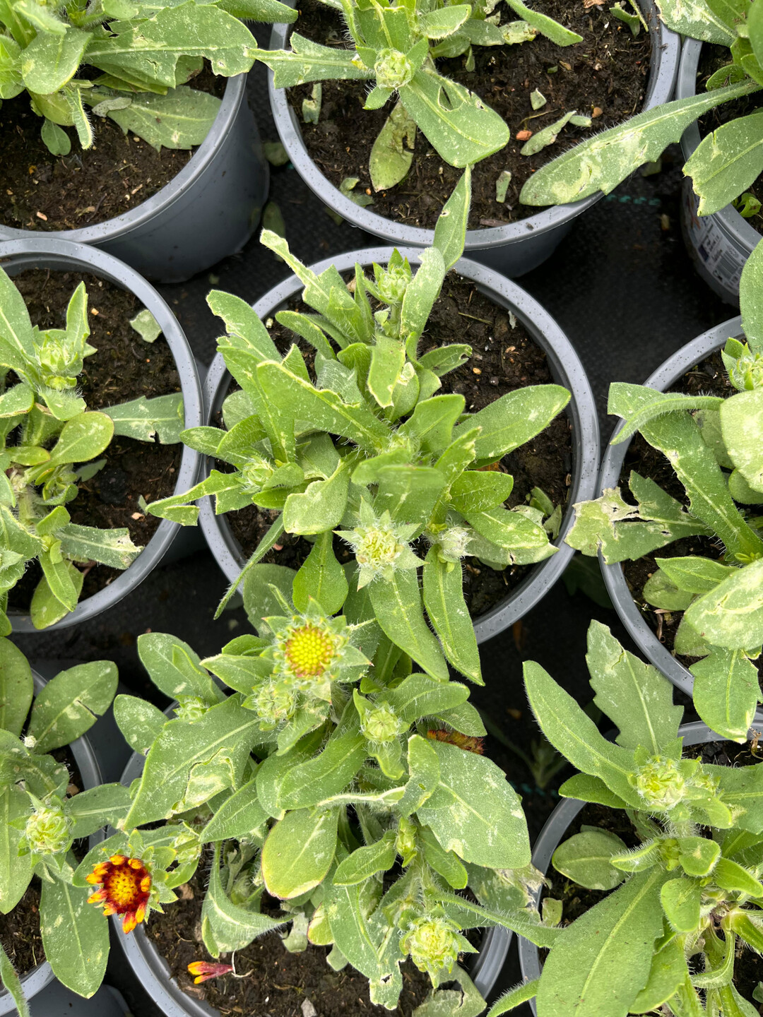 <i>Coreopsis </i>
mit deutlichen Druckstellen und Sprenkel auf den Blttern durch auergewhnlich langanhaltenden Hagel. Die Kultur ist nicht mehr fr den Verkauf geeignet.