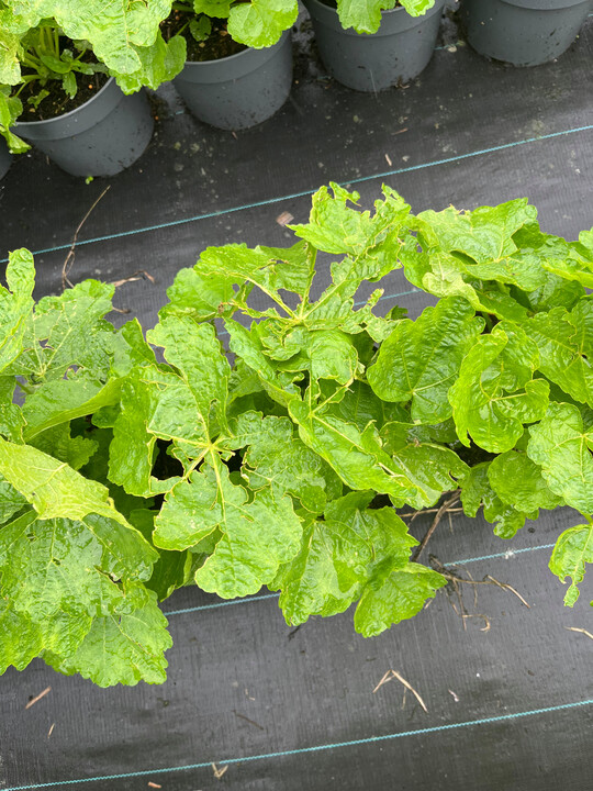 Stark beschdigte Bltter bei 
<i>Alcea rosea</i>
 durch Hagelkrner mit grerem Durchmesser und daher mit mehr Durchschlag.