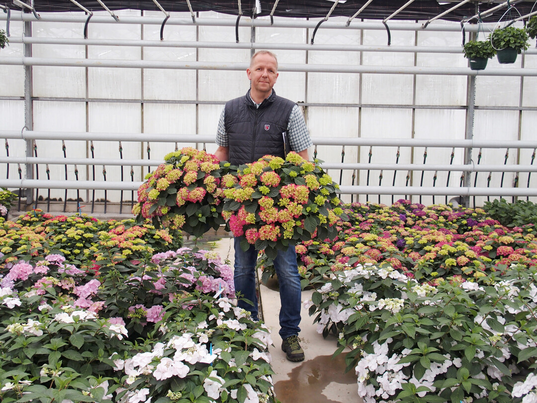 Die in Dresden gezüchteten „Tabletensia“ für Gartentisch und Kübel produziert Kötterheinrich exklusiv als Ampel, Schale, im 10- und 14-cm-Topf.