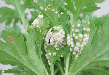 1: Befall mit dem Weien Chrysanthemenrost