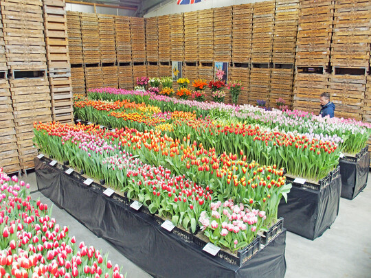 Zum „Tulip Trade Event“ zeigten Zwiebel-Exporteure ihre Sortenvielfalt.