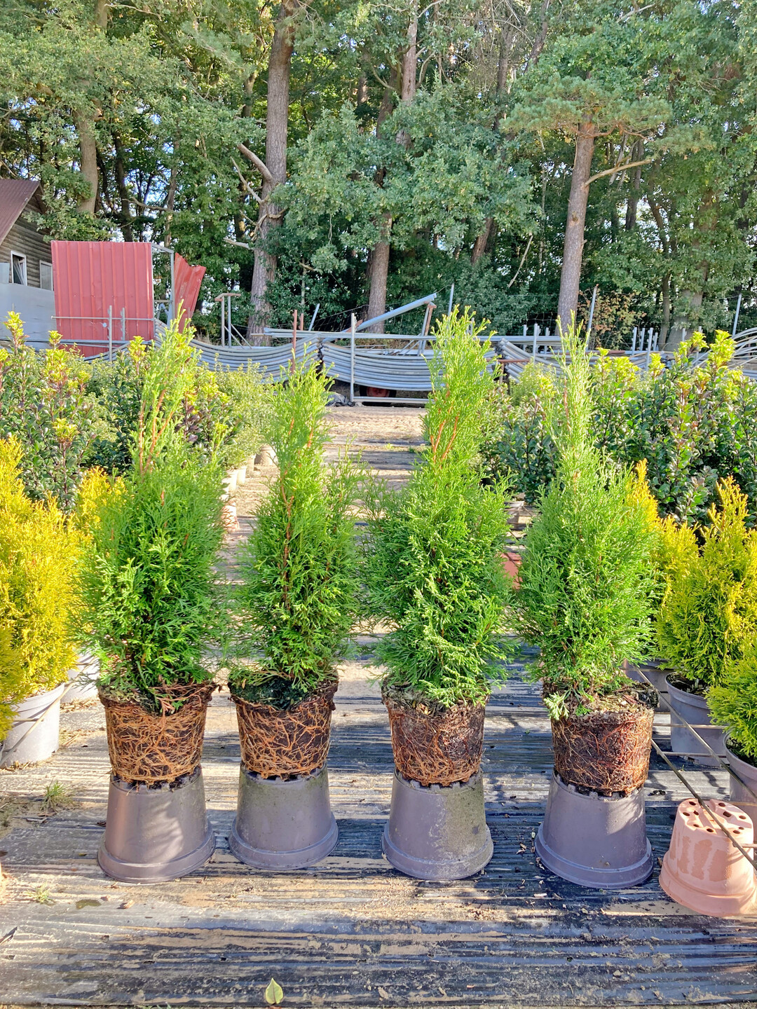 <i>Thuja occidentalis</i>
 Smaragd in C 3 L links im Standardsubstrat und rechts im neuen strker torfreduzierten Substrat am 12. Oktober 2023