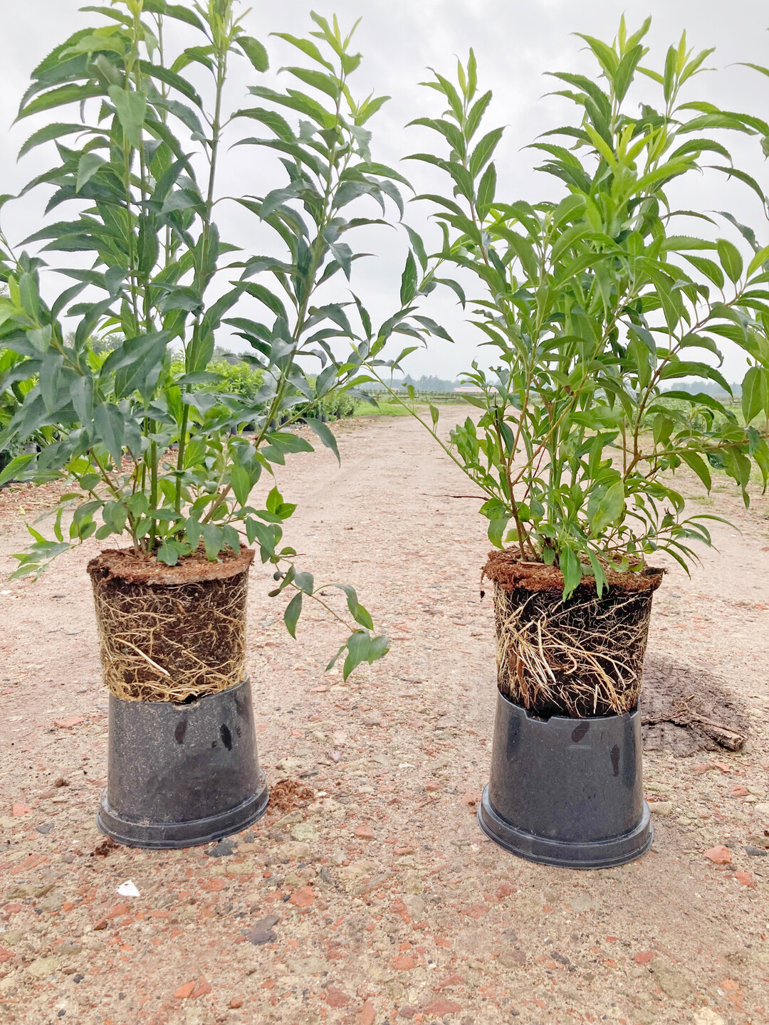 <i>Forsythia  intermedia </i>
im Jahr 2021 bei Baumschule Warnken links im Torfsubstrat mit Verschlmmung im unteren Bereich des Wurzelballens und rechts im neuen Substrat mit 30 Vol.% Holzfaser